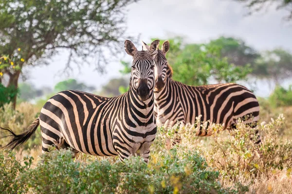 斑马在稀树草原，肯尼亚，东非 — 图库照片