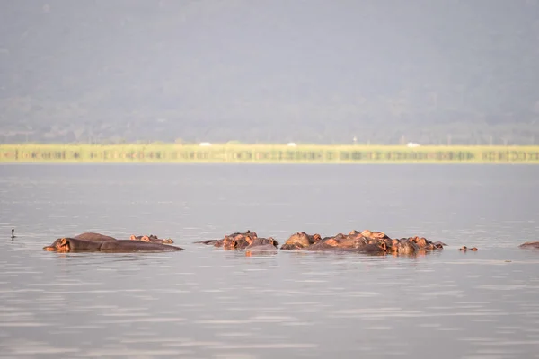 Família Hippopotamus descansando em um lago, Parque Nacional de Nairobi, Ke — Fotografia de Stock
