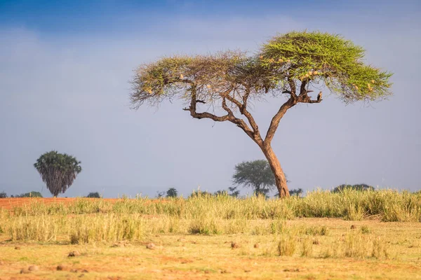 Acacia trees on savanna, East Africa — Stock Photo, Image