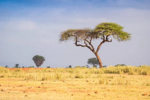 Alberi di acacia sulla savana, Africa orientale — Foto Stock