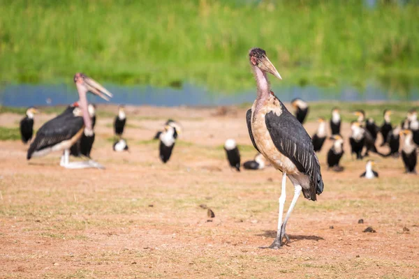Bardzo duże ptaki zwane marabous — Zdjęcie stockowe