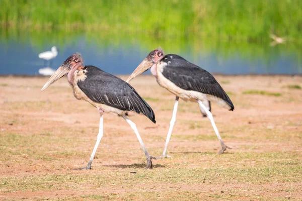 Bardzo duże ptaki zwane marabous — Zdjęcie stockowe