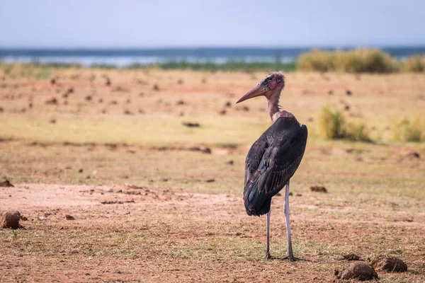 Дуже великі птахи називаються Марабус — стокове фото