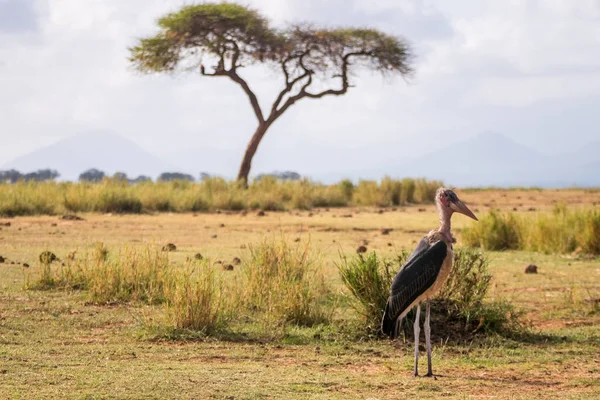 Дуже великі птахи називаються Марабус — стокове фото