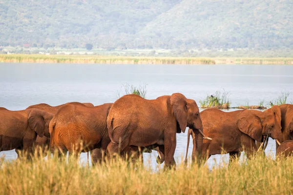 Elefantes sobre Jipe Lake, Quênia — Fotografia de Stock