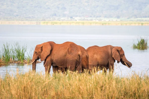 Elefantes sobre Jipe Lake, Quênia — Fotografia de Stock