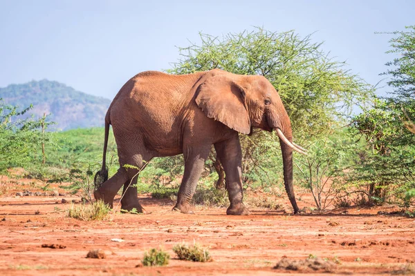 Elefante entre acácia, Quênia — Fotografia de Stock