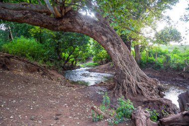 Güzel, büyük ağacı nehrin yanında