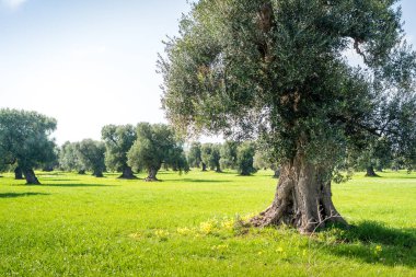Eski zeytin Bahçesi, Ostuni