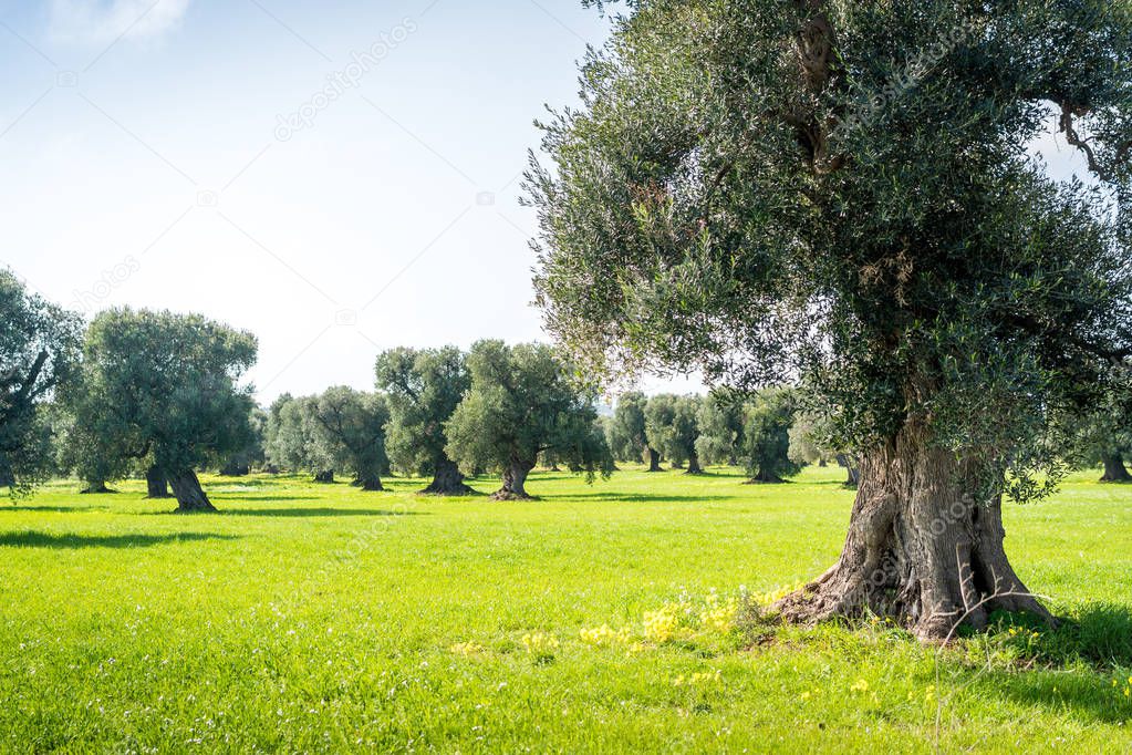 Old olive orchard, Ostuni