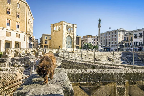 Gato marrom no centro histórico da cidade de Lecce, Puglia, Itália — Fotografia de Stock