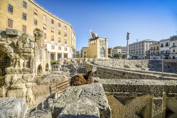 Brun katt i historiska centrum av Lecce, Apulien, Italien — Stockfoto