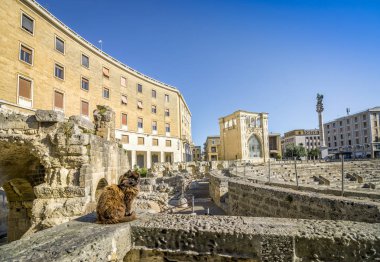 Lecce, Puglia, İtalya'nın tarihi şehir merkezinde kahverengi kedi