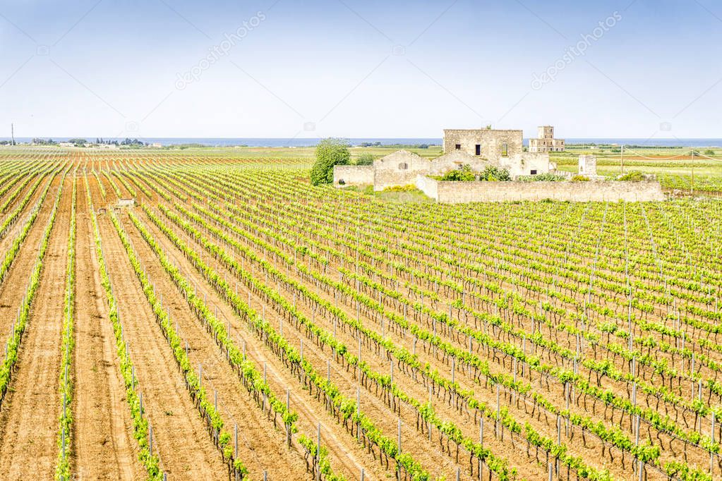 Old abandoned winery house in vineyard, Italy