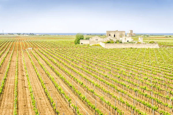 Oude verlaten winery huis in wijngaard, Italië — Stockfoto