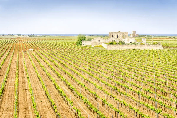 Ancienne cave abandonnée dans le vignoble, Italie — Photo