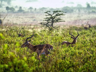 Impala antelopes watchfully standing on African savanna, Kenya clipart
