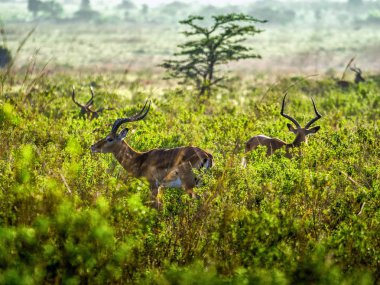 Watchfully Afrika savana, Kenya ayakta Impala antilop
