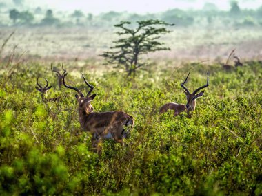 Watchfully Afrika savana, Kenya ayakta Impala antilop