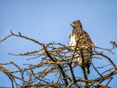 Afrika ağaç tepesinde, Kenya medeni kartal