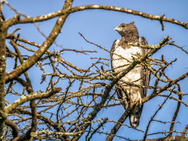 Afrika ağaç tepesinde bir kenara oturma seyir medeni kartal, 