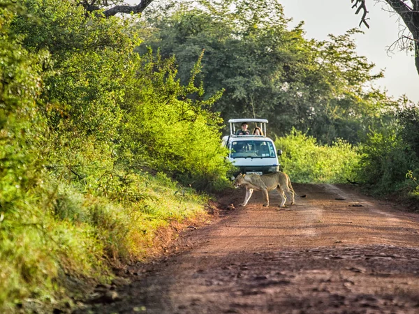 Leão atravessando uma estrada em frente ao turista em carro safari — Fotografia de Stock