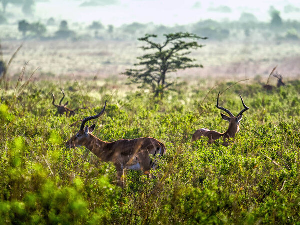 Impala antelopes watchfully standing on African savanna, Kenya