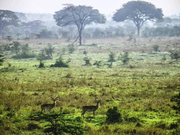 Impala antílopes vigilantemente em pé na savana africana, Quênia — Fotografia de Stock