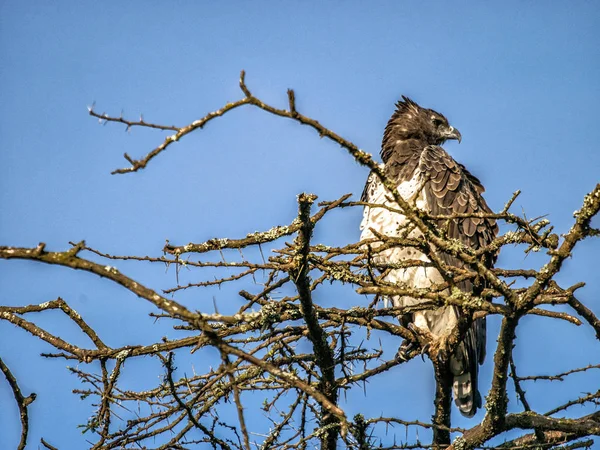 Afrika ağaç tepesinde, Kenya medeni kartal