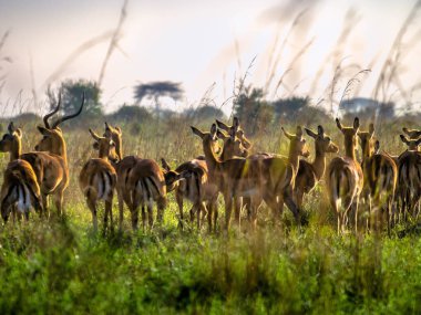 Impala antelopes watchfully standing on African savanna, Kenya clipart
