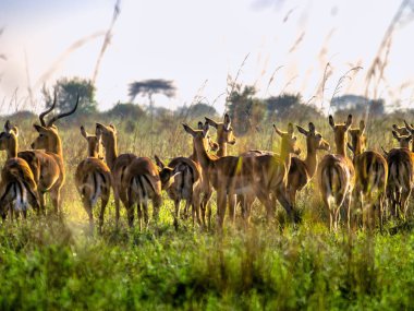 Watchfully Afrika savana, Kenya ayakta Impala antilop
