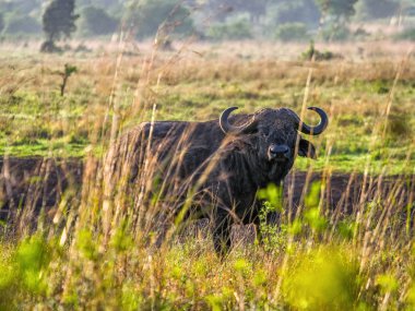 Buffalo gururla ayakta Afrika savana, Kenya