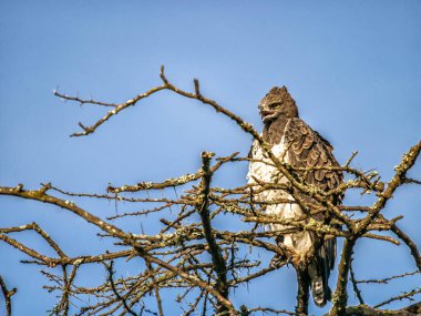 Afrika ağaç tepesinde, Kenya medeni kartal