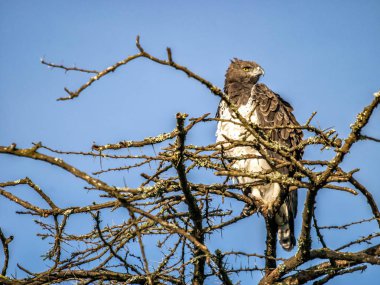 Afrika ağaç tepesinde, Kenya medeni kartal