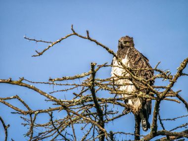 Afrika ağaç tepesinde, Kenya medeni kartal