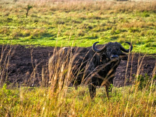 Buffalo gururla ayakta Afrika savana, Kenya