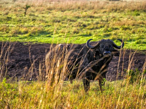 Buffalo proudly standing on African savanna, Kenya — Stock Photo, Image