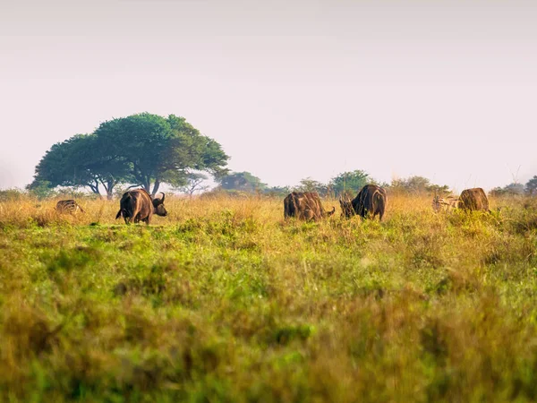 Texas'ın Afrika savana, Kenya grassing