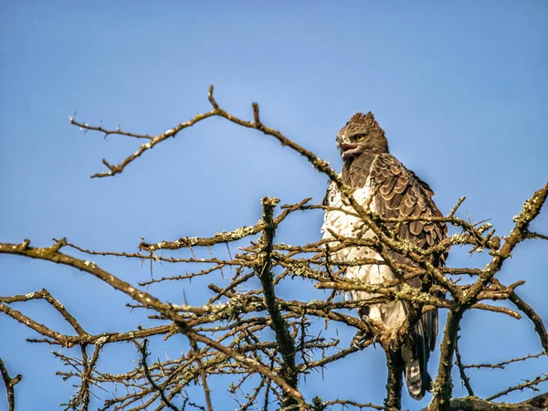 Afrika ağaç tepesinde, Kenya medeni kartal