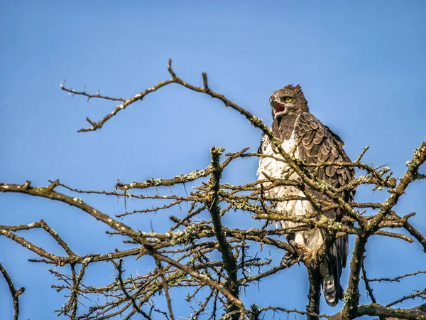 Afrika ağaç tepesinde, Kenya medeni kartal