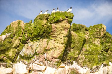 Common Murre birds sitting on inaccessible rocks, Newfoundland and Labrador, Canada stock vector