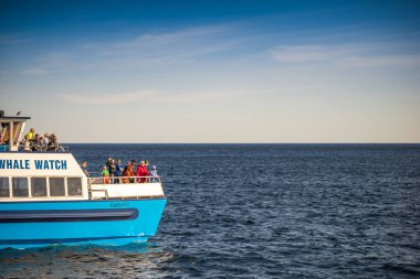 Balinalar Newfoundland, Canada içinde bekleyen tekne turist