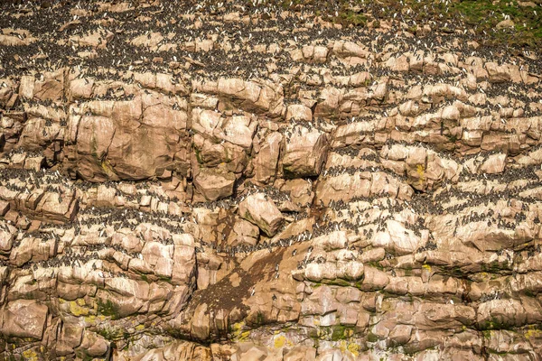 Kolonie společné Murre ptáci sedící na nepřístupných skalách, Cana — Stock fotografie