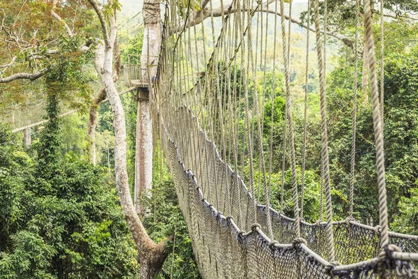 Baldachýn chodníky v tropický deštný prales, národní Park Kakum Gha — Stock fotografie