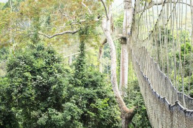 Tropikal yağmur ormanlarında, Kakum Ulusal Parkı, Gha gölgelik yürüyüş yolları