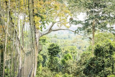 Tropikal yağmur ormanlarında, Kakum Ulusal Parkı, Gha gölgelik yürüyüş yolları