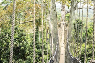 Tropikal yağmur ormanlarında, Kakum Ulusal Parkı, Gha gölgelik yürüyüş yolları