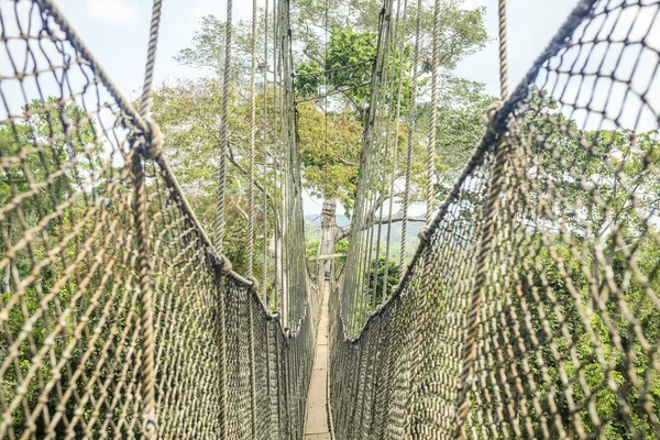 Luifel looppaden in tropisch regenwoud, Kakum Nationaal Park, Gha — Stockfoto