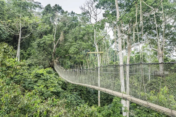 Trädkronorna gångvägar i tropisk regnskog, Kakum National Park, Gha — Stockfoto