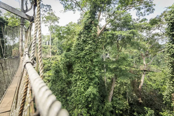 Luifel looppaden in tropisch regenwoud, Kakum Nationaal Park, Gha — Stockfoto